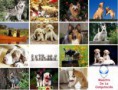 /album/fotogaleria/wallpapersdeperros-jpg1/