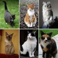 /album/fotogaleria/collage-of-six-cats-02-jpg/