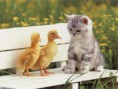 /album/fotogaleria/gatos-005-jpg/