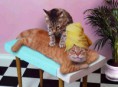 /album/fotogaleria/gatos-thumb-jpg/