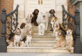 /album/fotogaleria/imagen-hotel-para-perros-2-jpg/